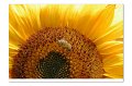 Sonnenblume M 04